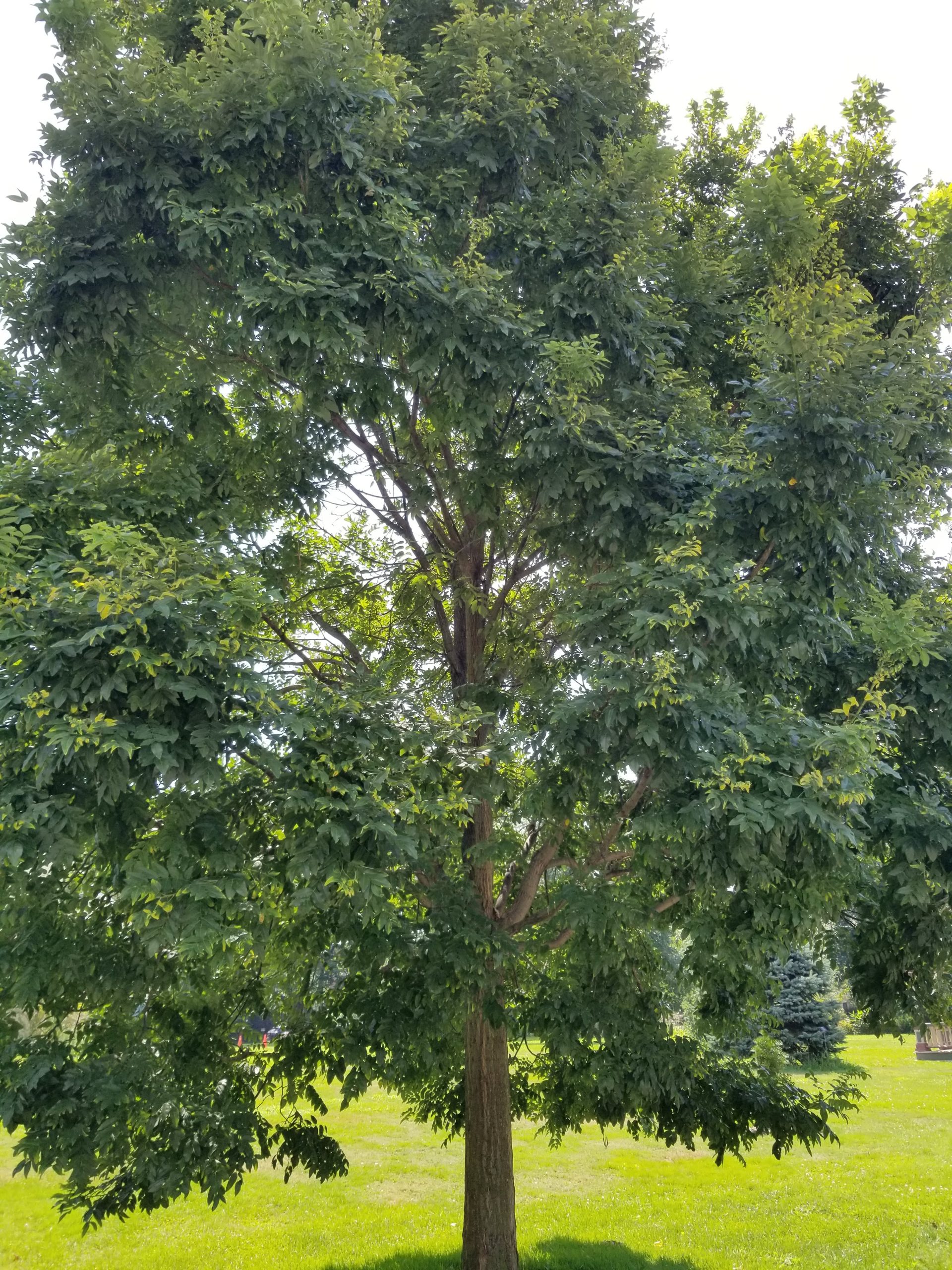 Trees of Snug Harbor Walk