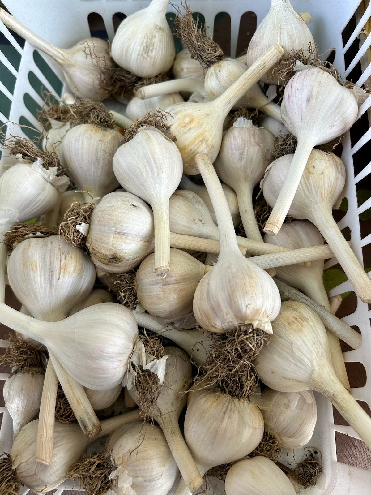 Saving Garlic Seed Workshop