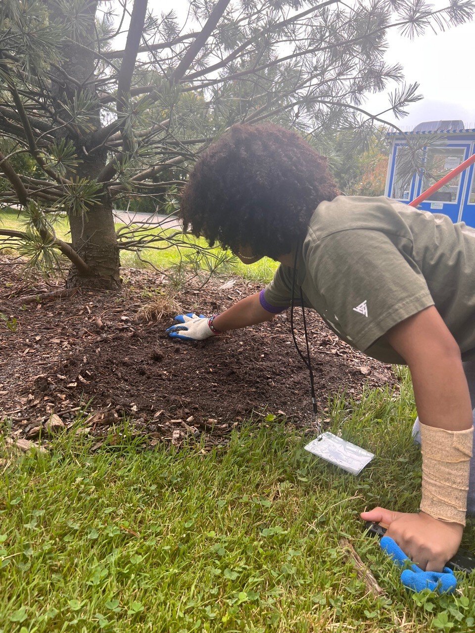Tree Care
