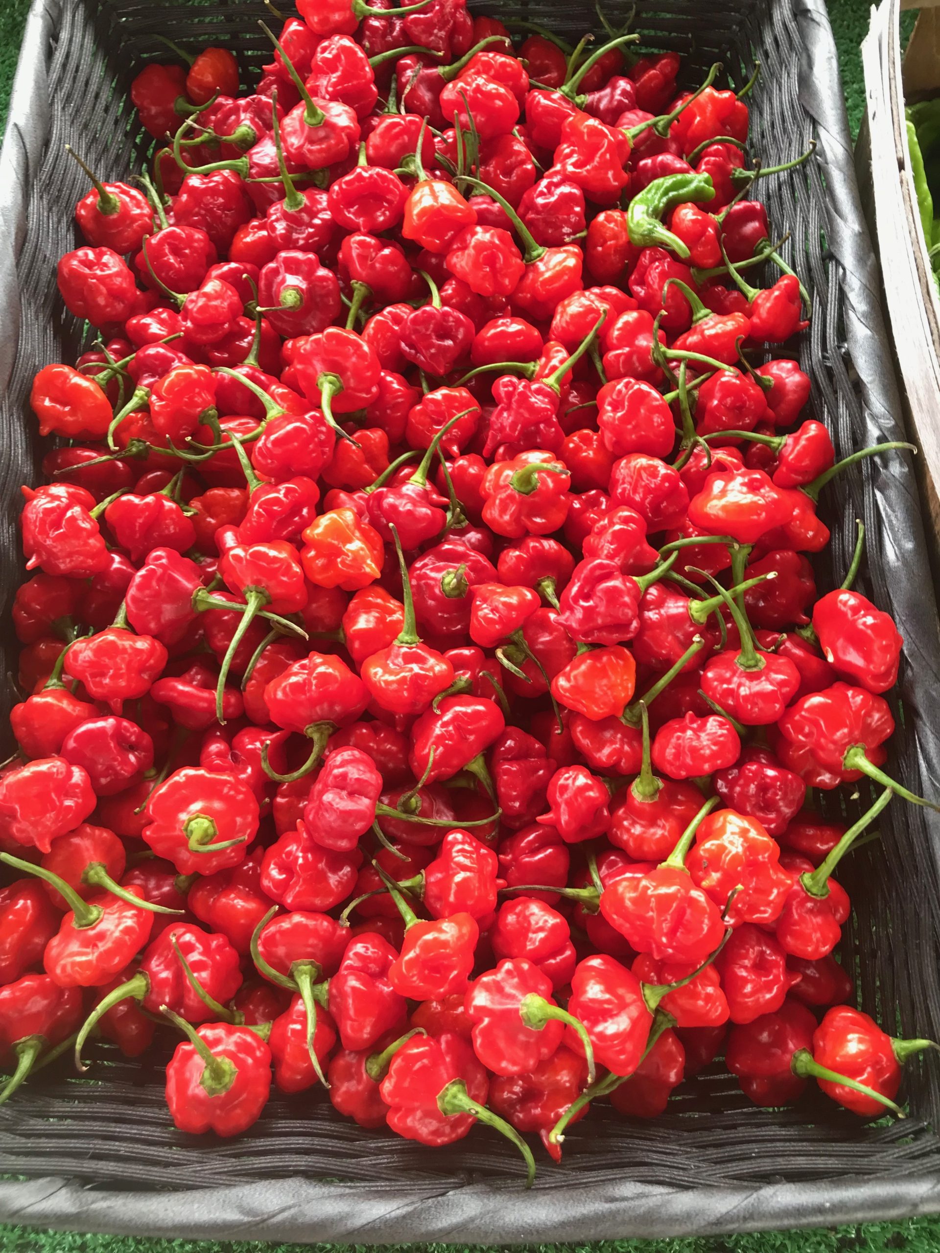 Pepper Party! Pruning and Staking Peppers