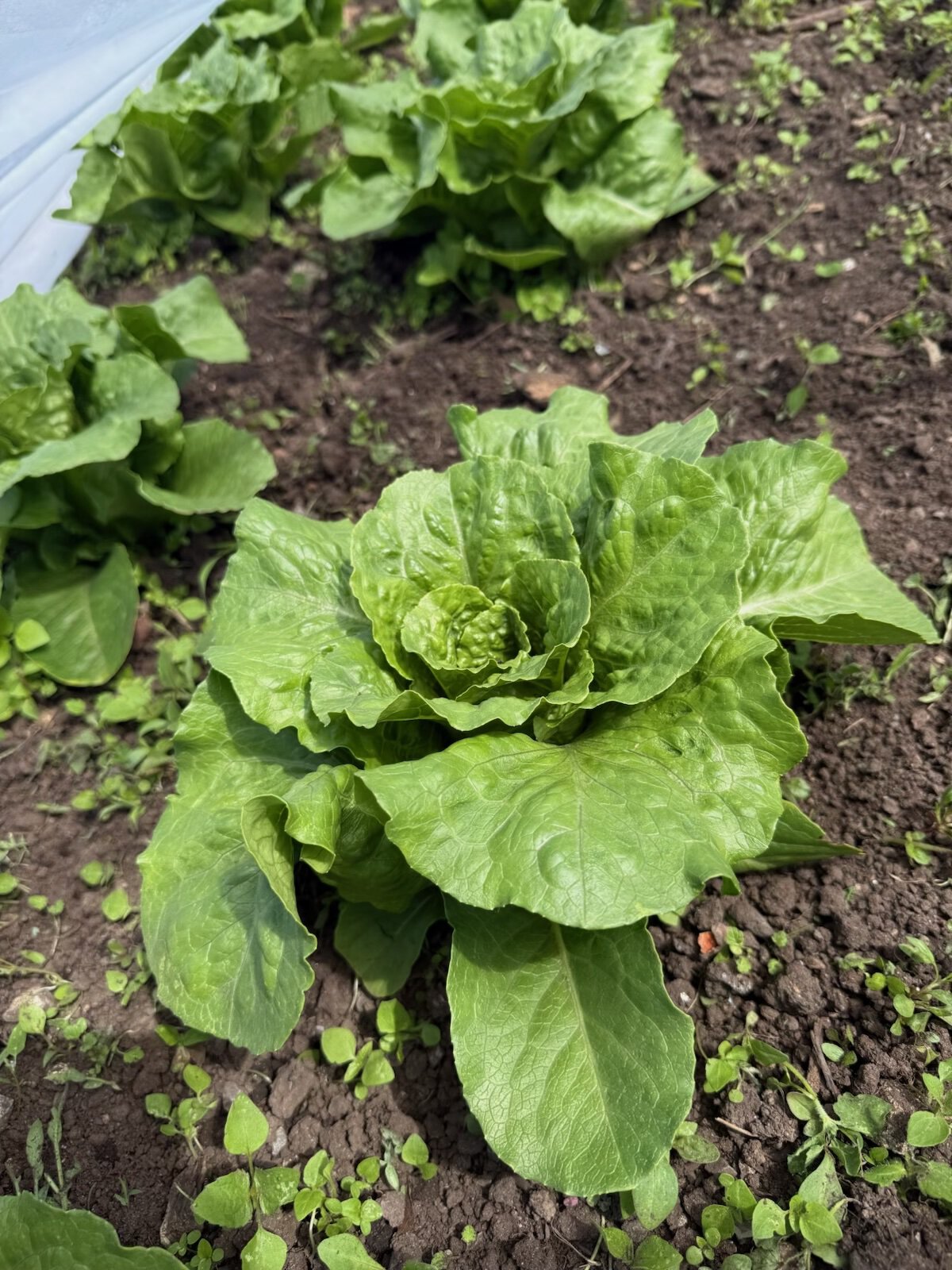 2026.05.12_lettuce romaine sunland2_torello tate