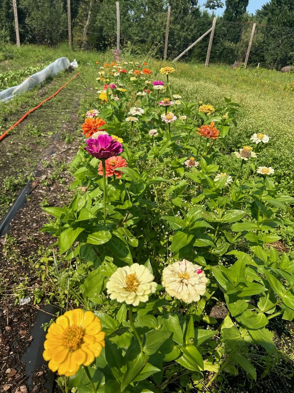 Rooted in Healing: Medicinal Farm Plants Workshop