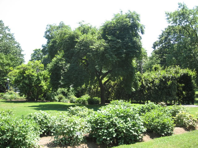 Chinese Tree Peony Collection