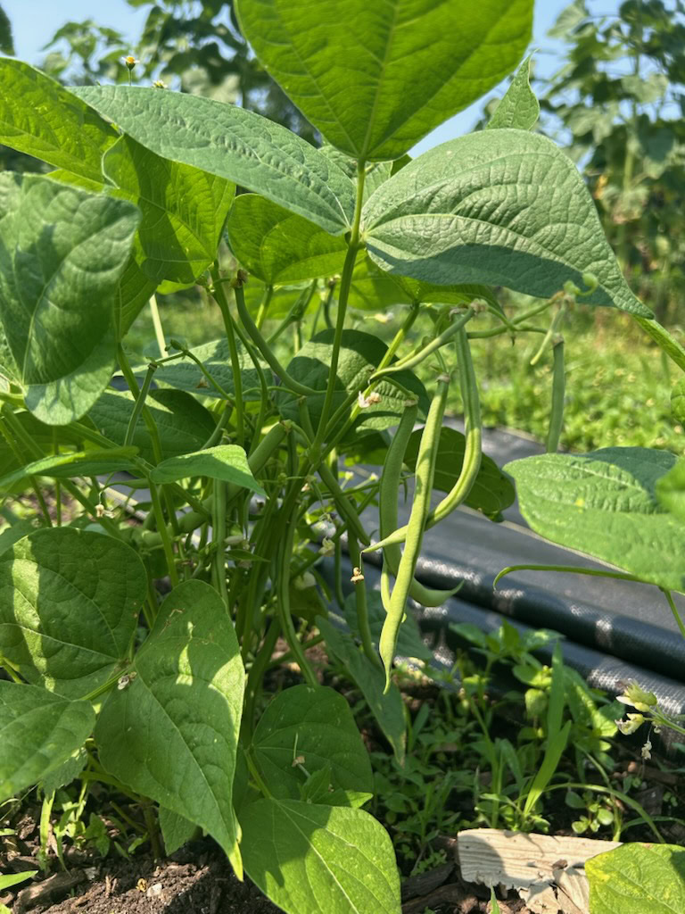 2026.06.30 bush bean