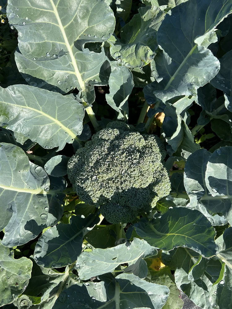 2026.07.07 Broccoli Eastern Magic_lowres