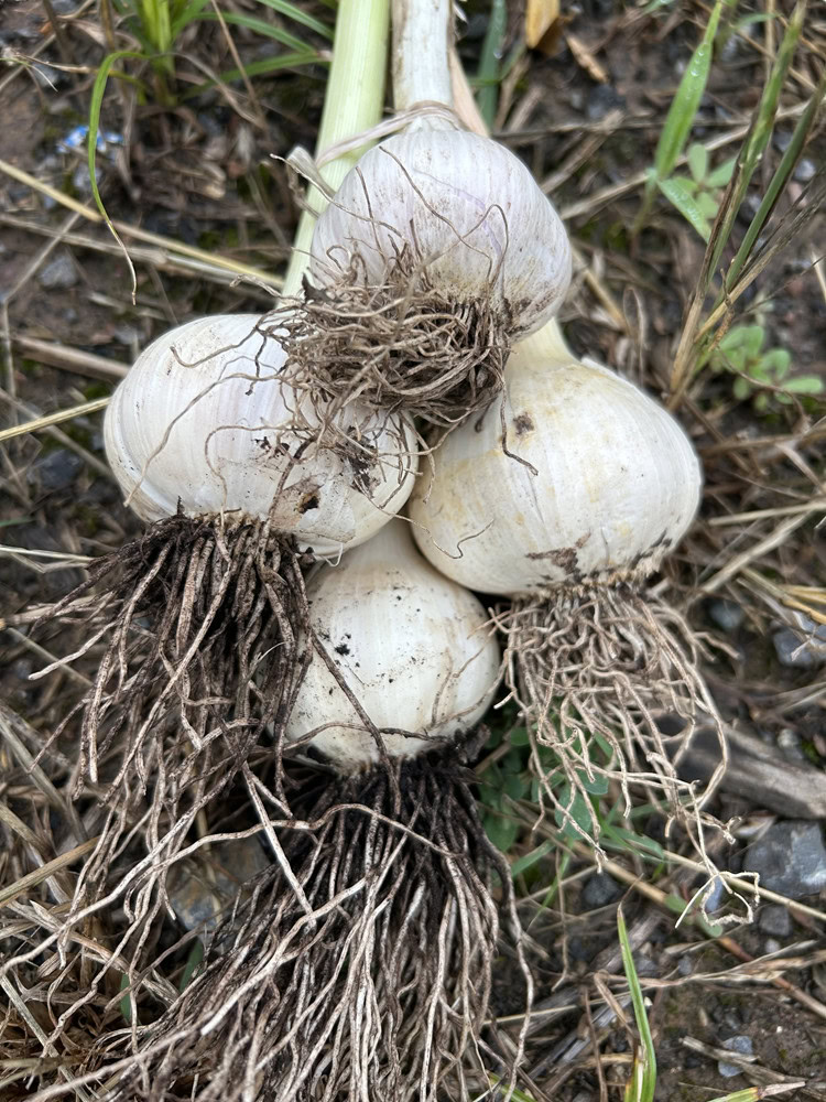 2026.07.07 fresh garlic_lowres